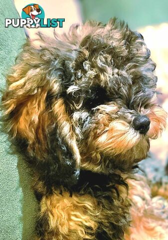 Firstborn, Final Pup – Your Perfect Toy Cavoodle Companion Awaits!