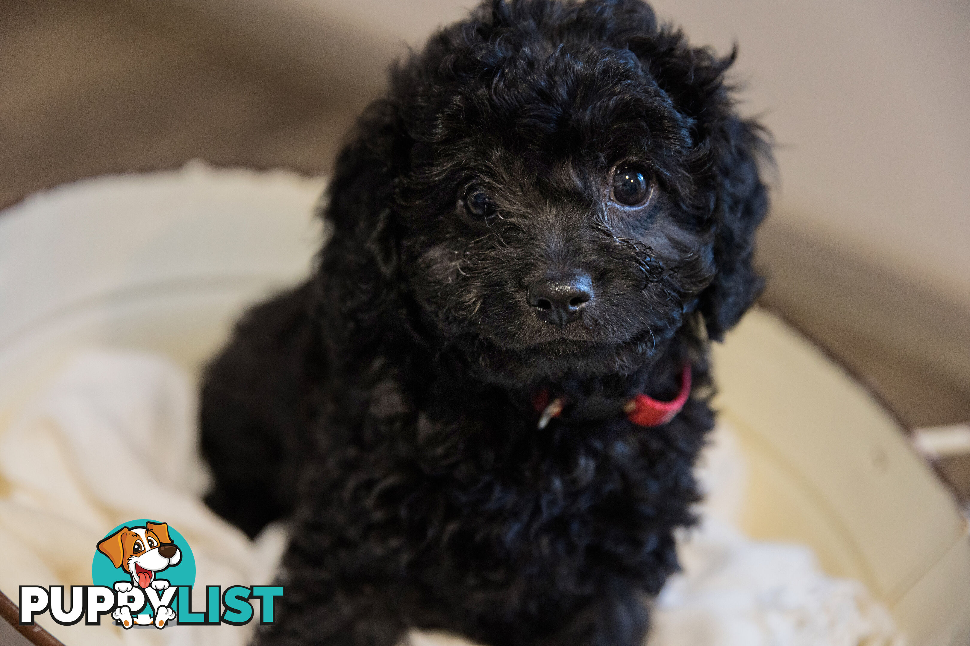 Firstborn Charm, Second Born Sweetness – Toy Cavoodles Raised with ❤️