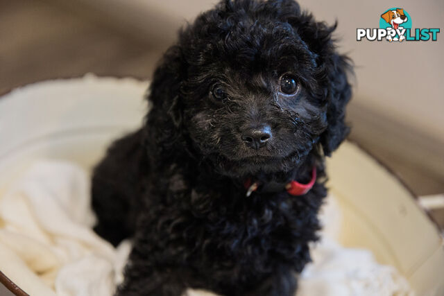 Firstborn Charm, Second Born Sweetness – Toy Cavoodles Raised with ❤️