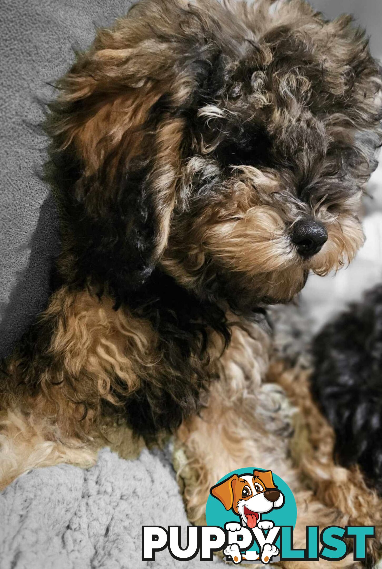 Firstborn, Final Pup – Your Perfect Toy Cavoodle Companion Awaits!