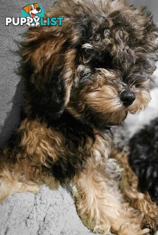 Firstborn, Final Pup – Your Perfect Toy Cavoodle Companion Awaits!