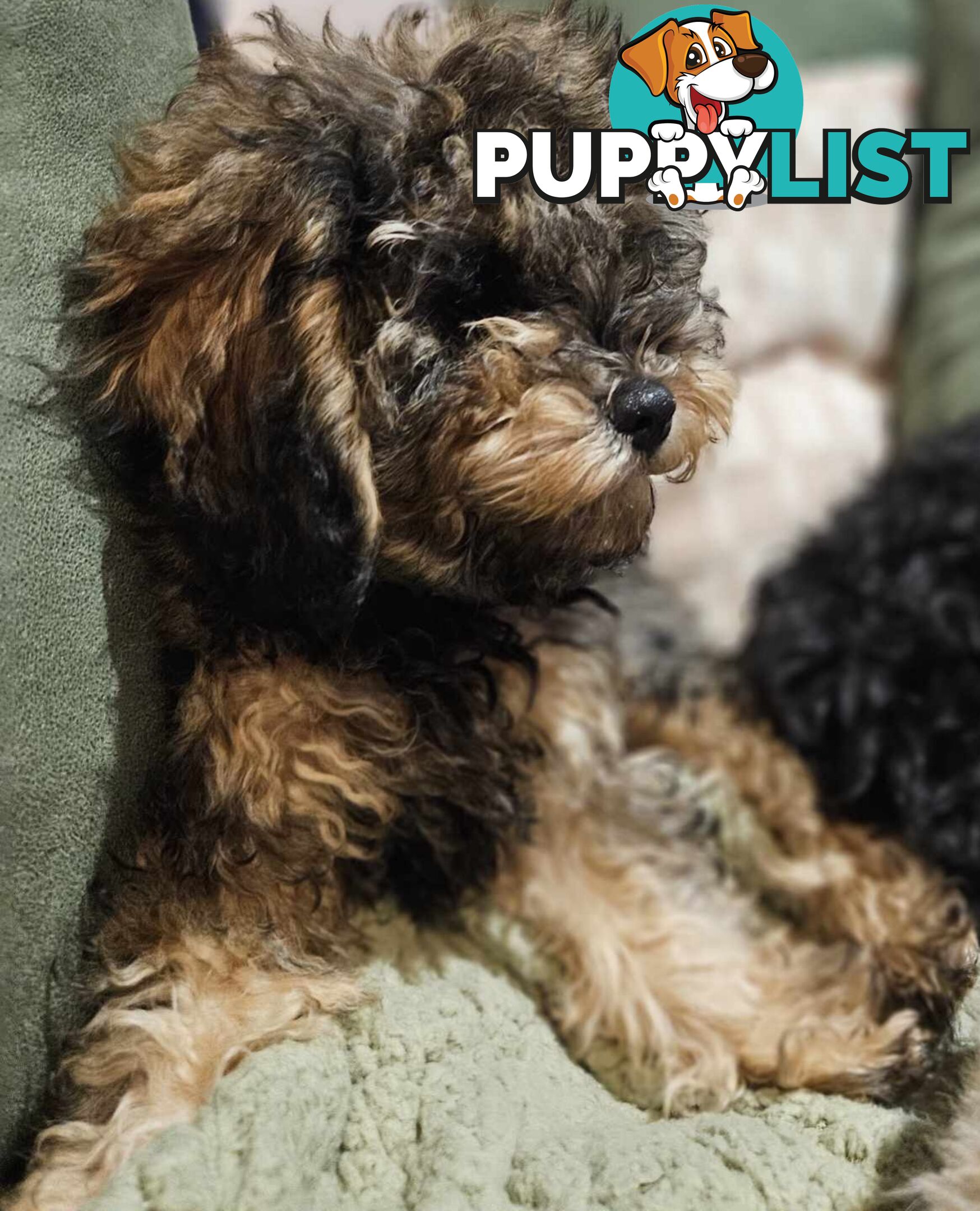 Firstborn, Final Pup – Your Perfect Toy Cavoodle Companion Awaits!