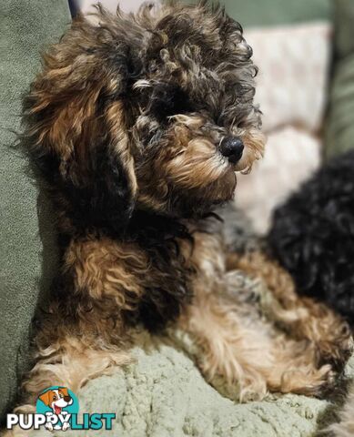 Firstborn, Final Pup – Your Perfect Toy Cavoodle Companion Awaits!