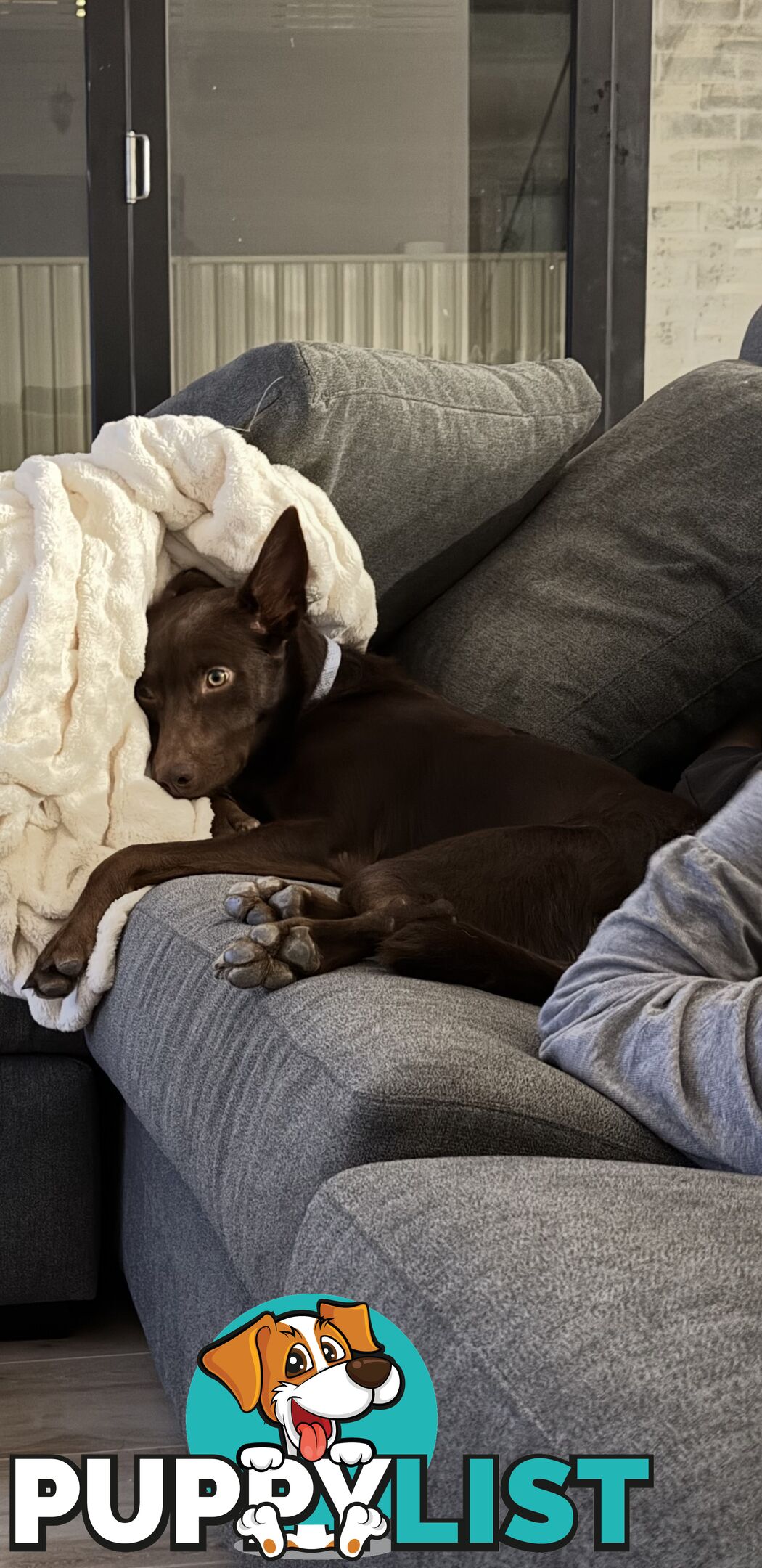 10 month old kelpie, free to the right home