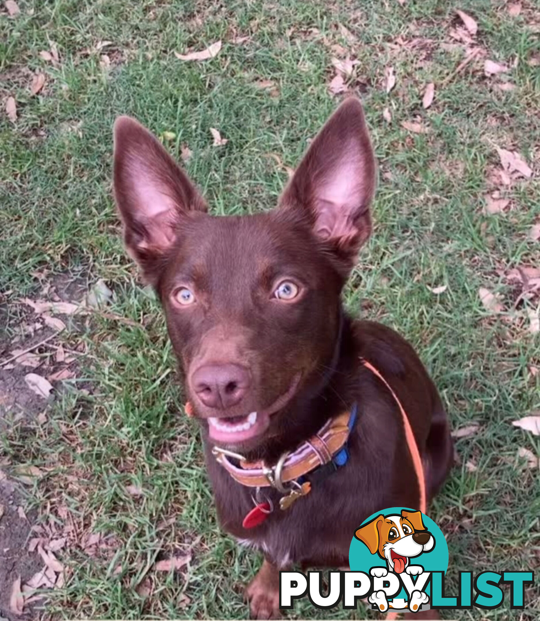 10 month old kelpie, free to the right home