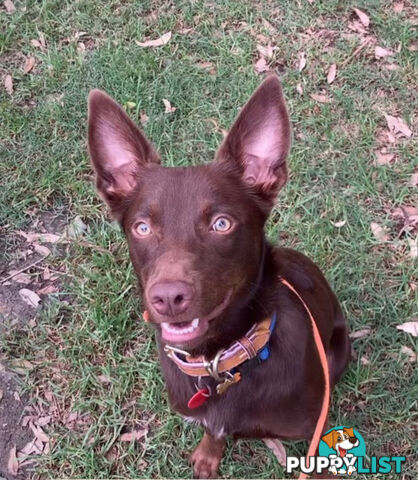 10 month old kelpie, free to the right home