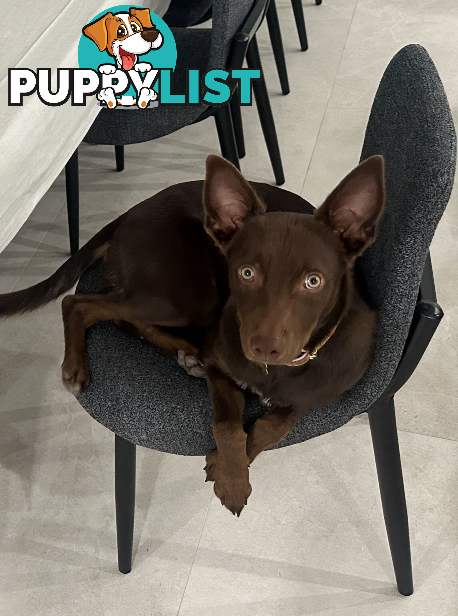 10 month old kelpie, free to the right home