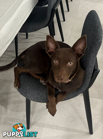10 month old kelpie, free to the right home