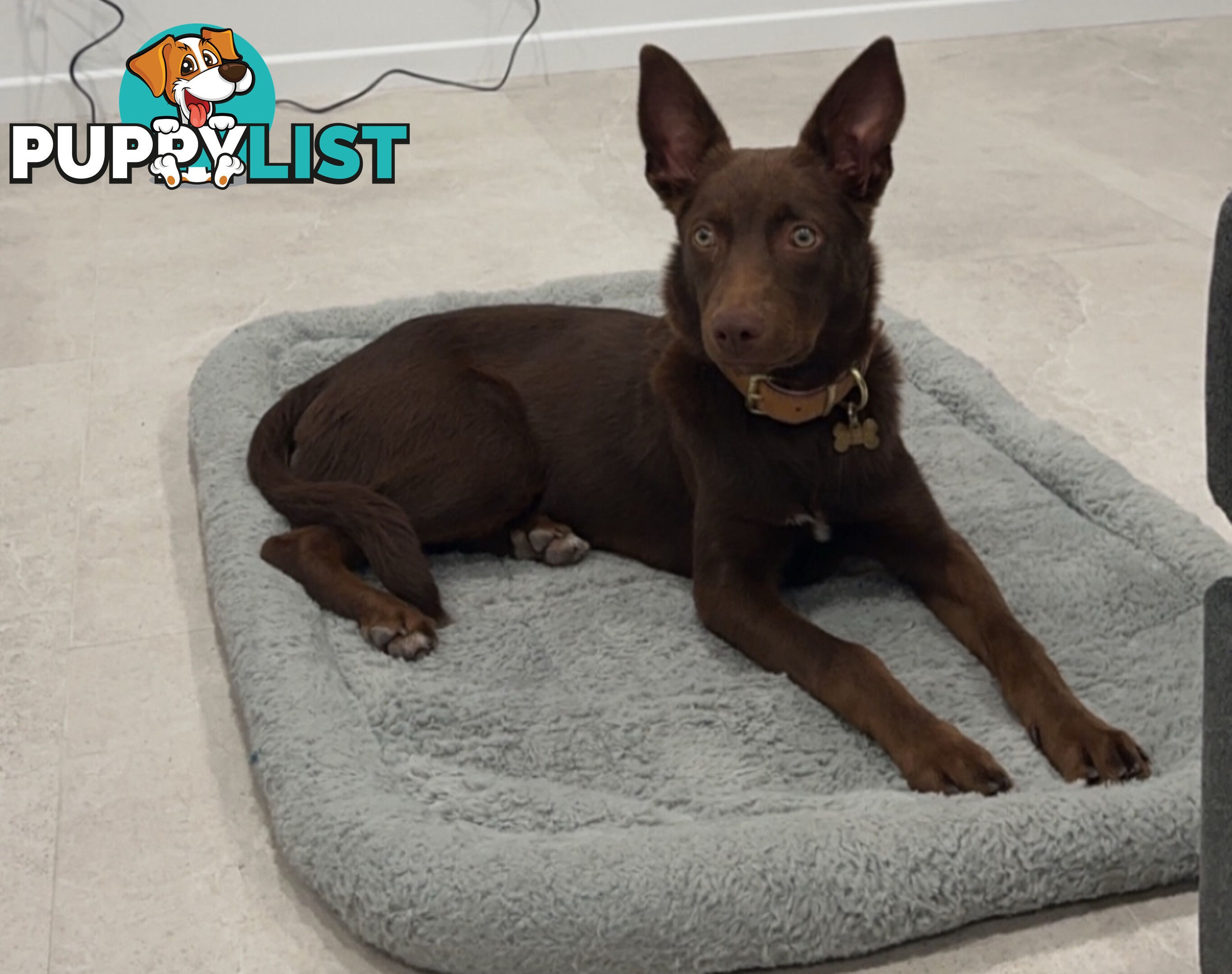 10 month old kelpie, free to the right home