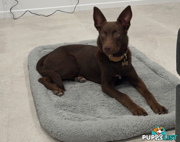 10 month old kelpie, free to the right home