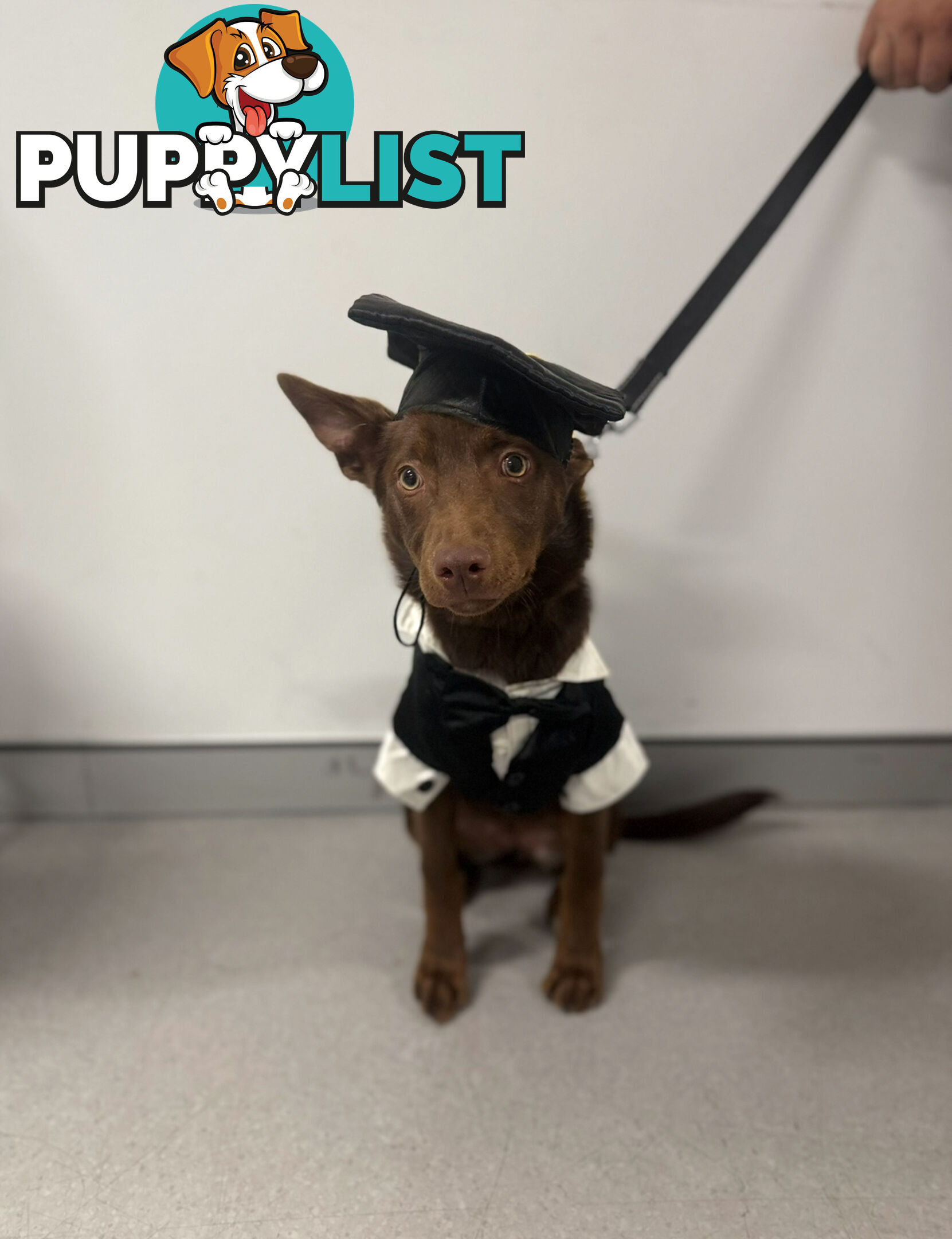 10 month old kelpie, free to the right home