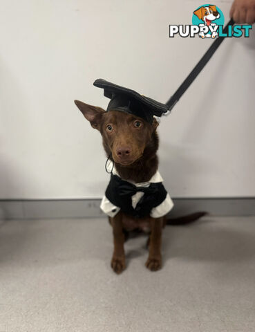 10 month old kelpie, free to the right home