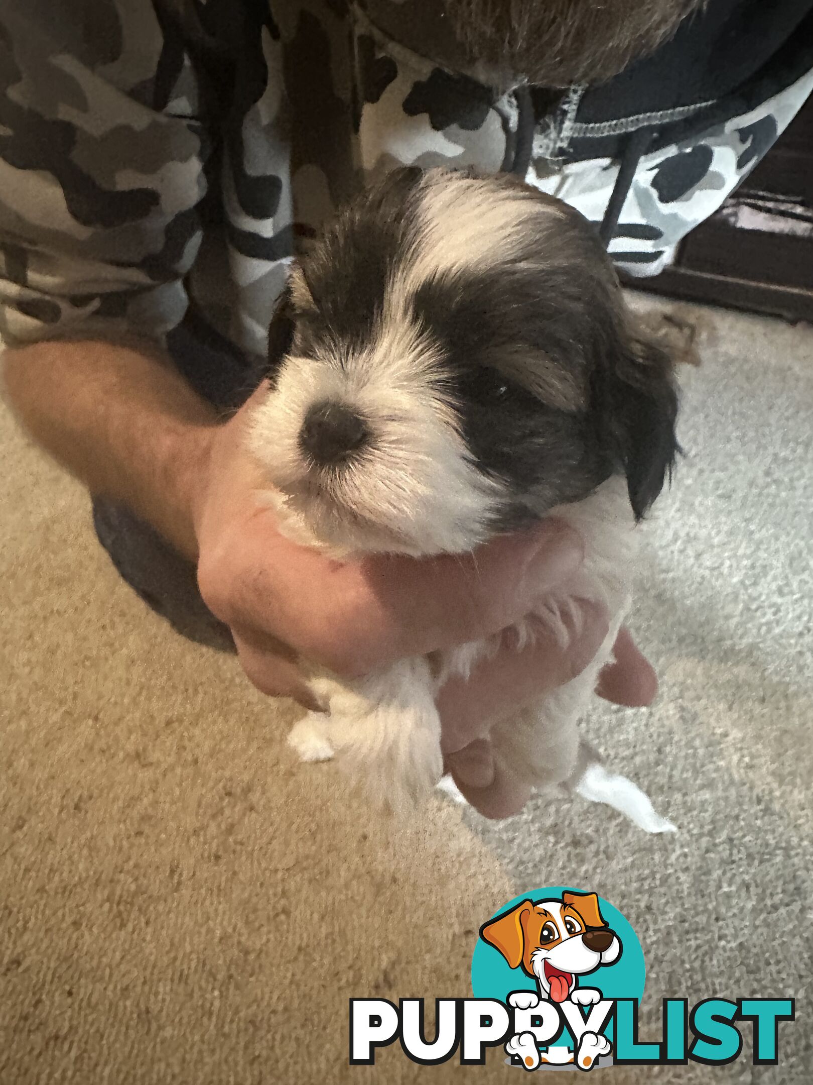 Maltese x Shihtzu puppies - currently 5 weeks old