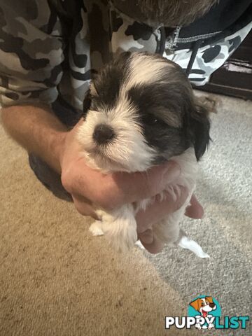 Maltese x Shihtzu puppies - currently 5 weeks old