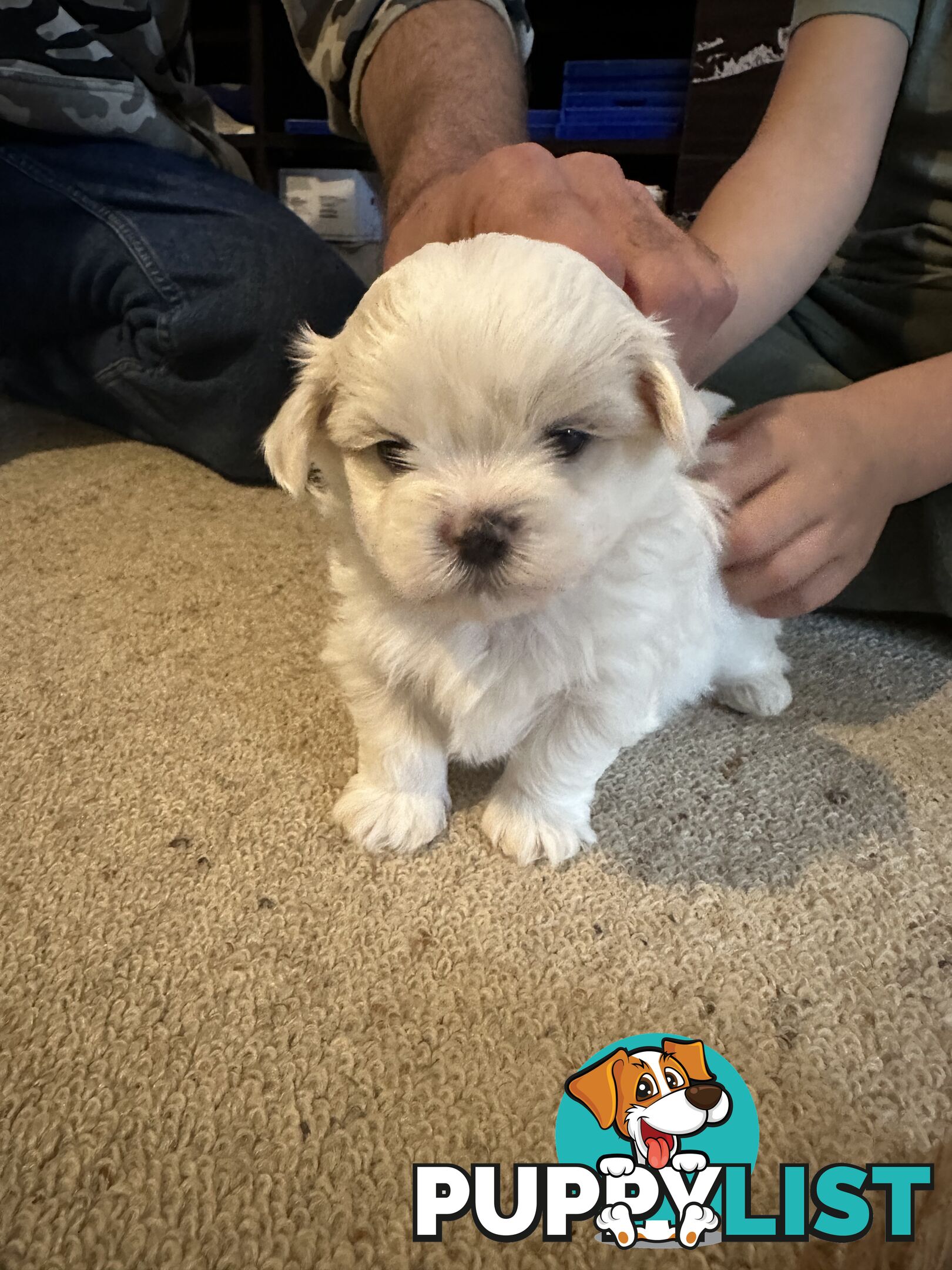 Maltese x Shihtzu puppies - currently 5 weeks old