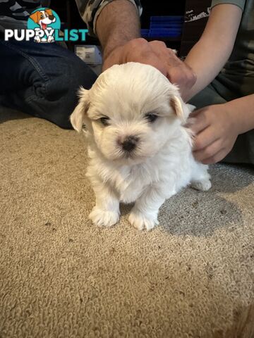 Maltese x Shihtzu puppies - currently 5 weeks old