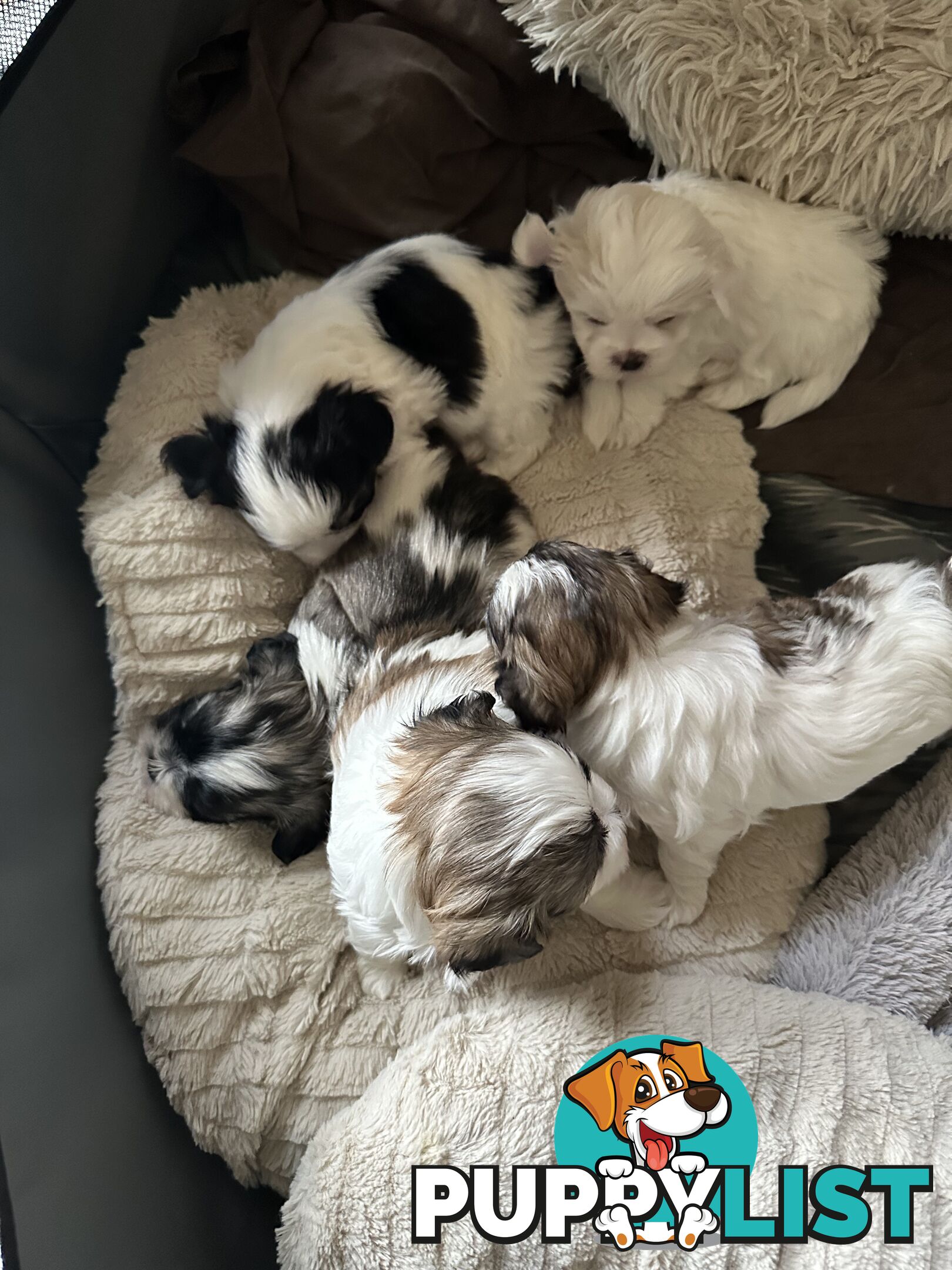 Maltese x Shihtzu puppies - currently 5 weeks old