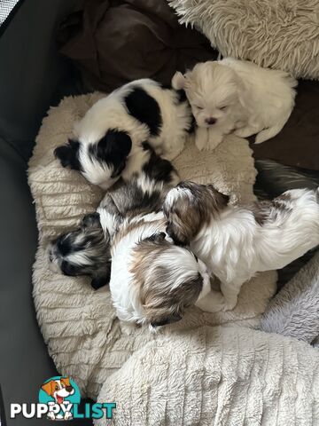 Maltese x Shihtzu puppies - currently 5 weeks old