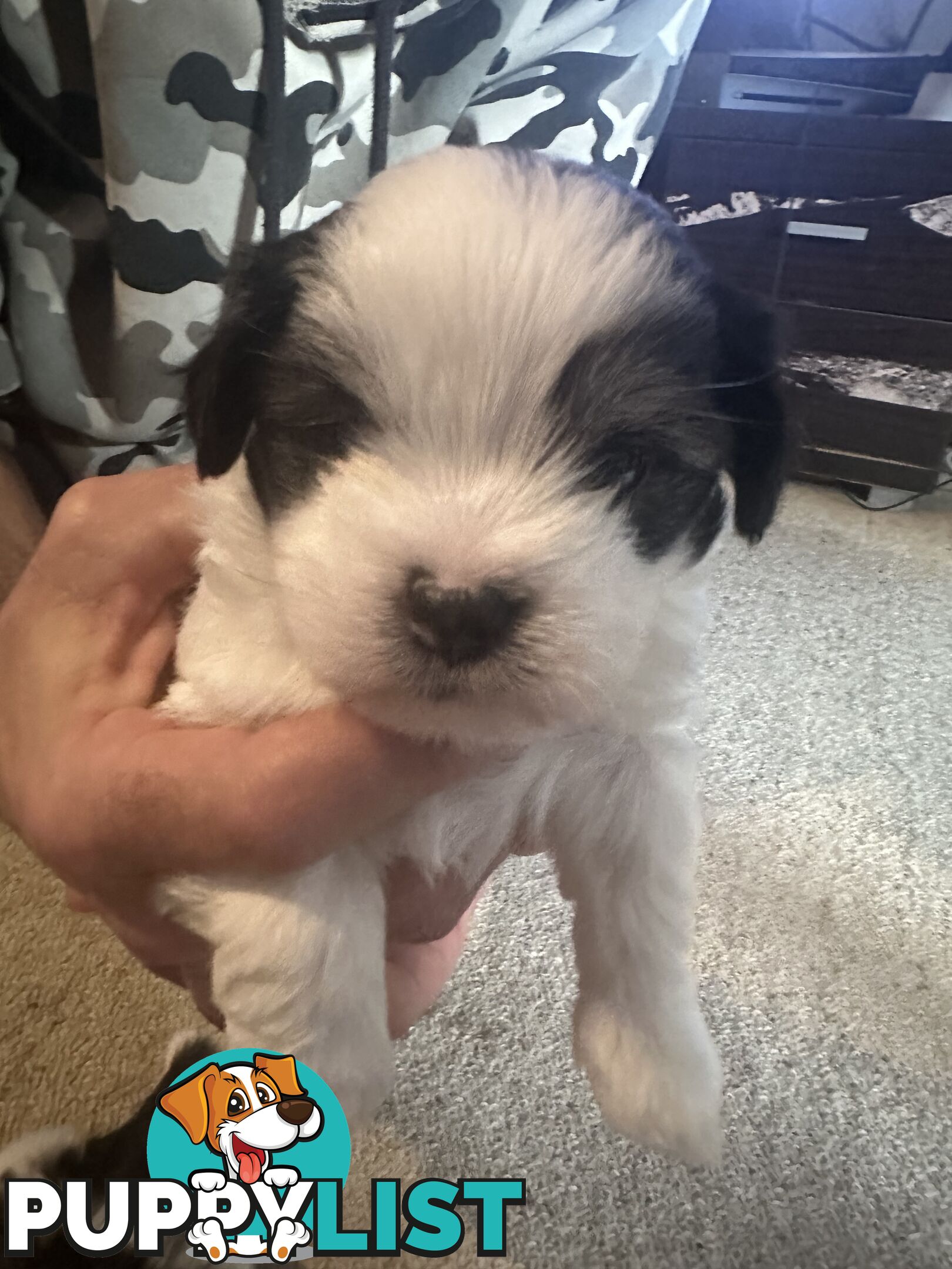 Maltese x Shihtzu puppies - currently 5 weeks old
