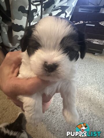 Maltese x Shihtzu puppies - currently 5 weeks old
