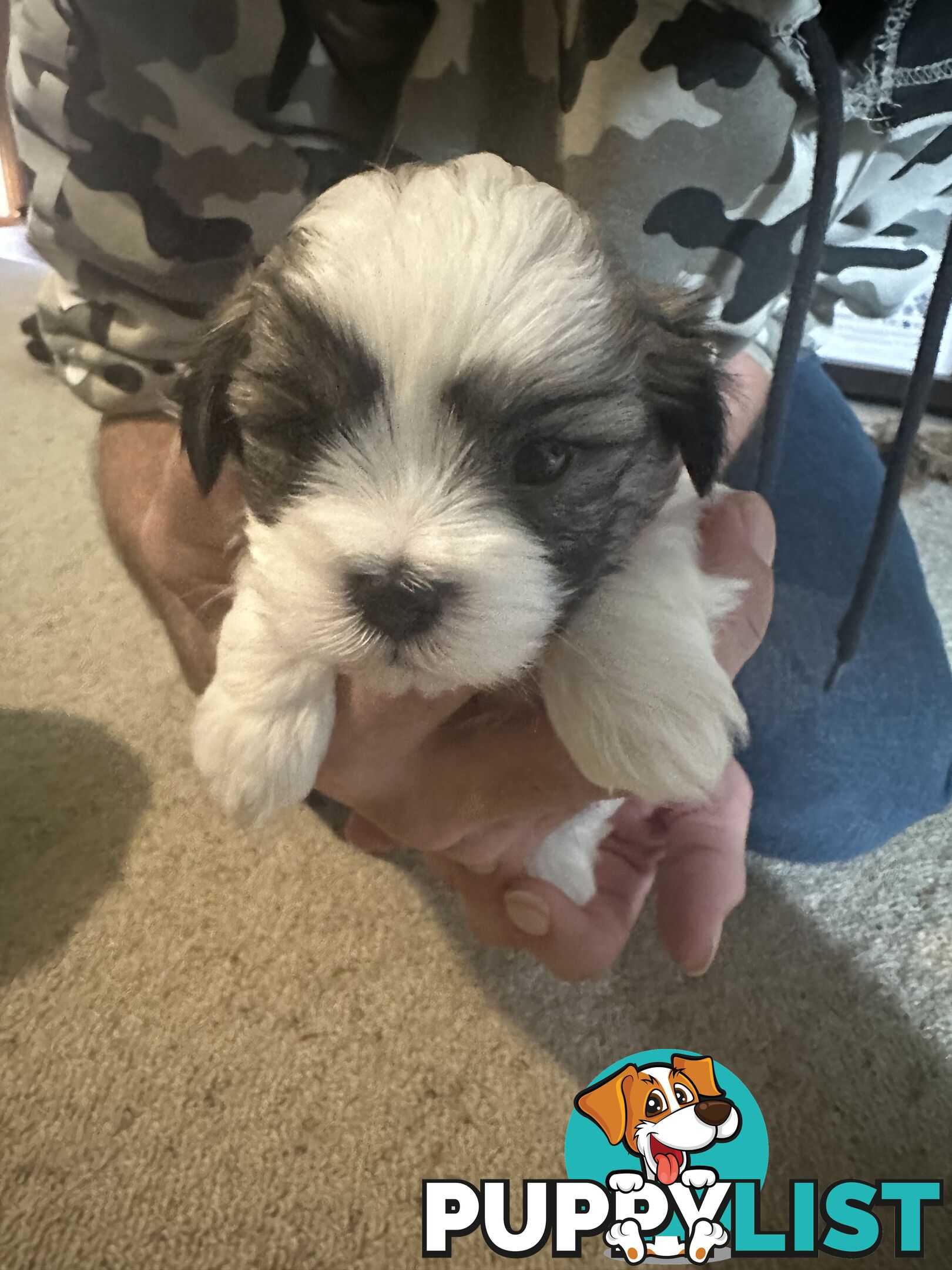 Maltese x Shihtzu puppies - currently 5 weeks old