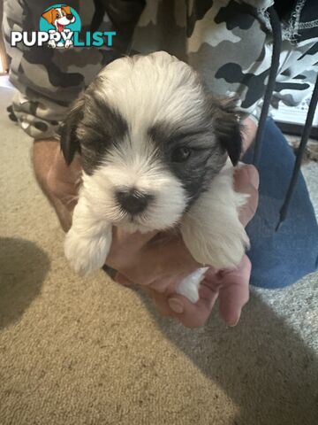 Maltese x Shihtzu puppies - currently 5 weeks old