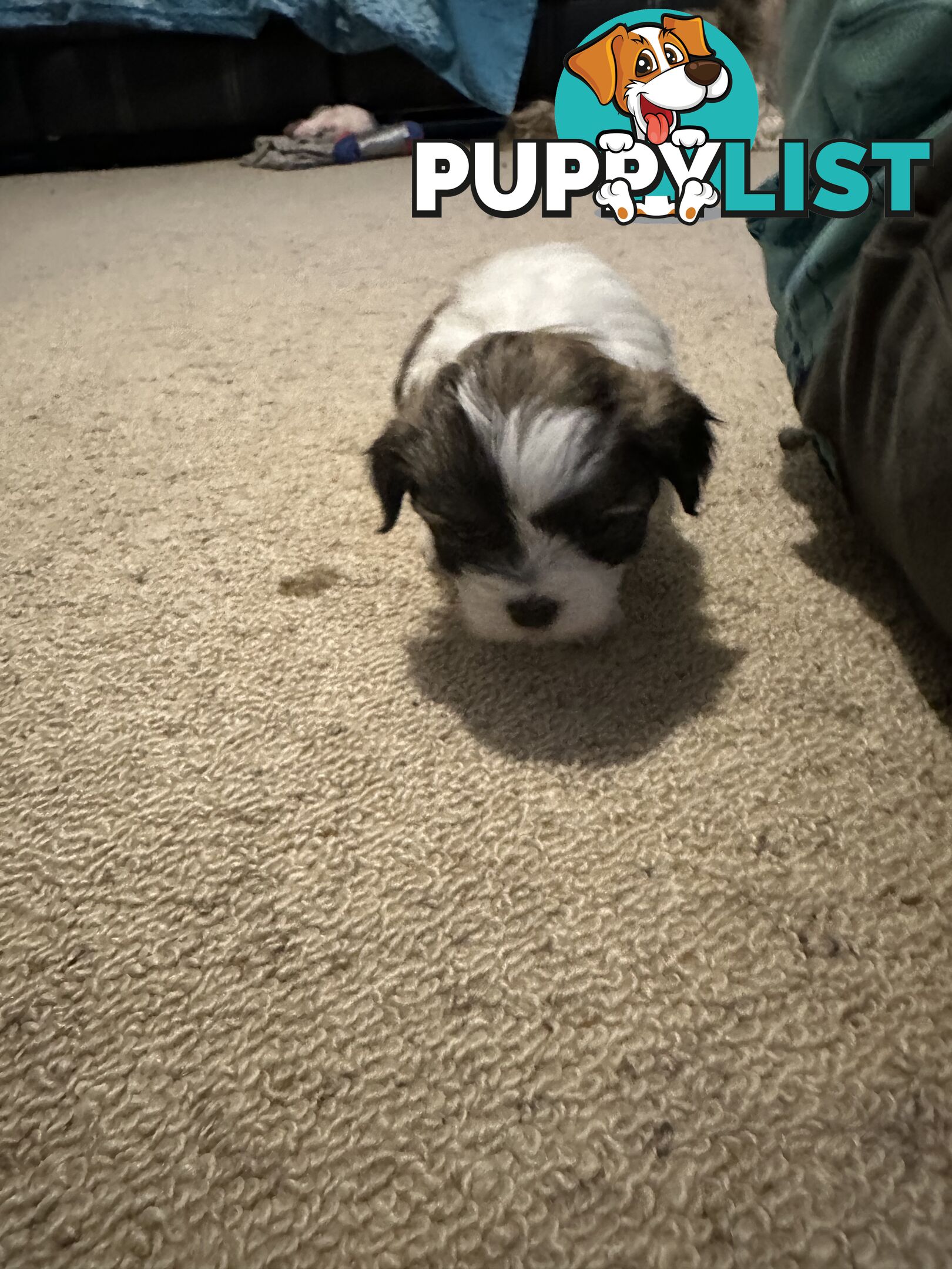 Maltese x Shihtzu puppies - currently 5 weeks old