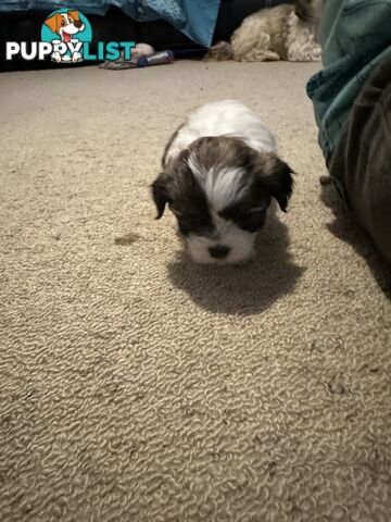 Maltese x Shihtzu puppies - currently 5 weeks old
