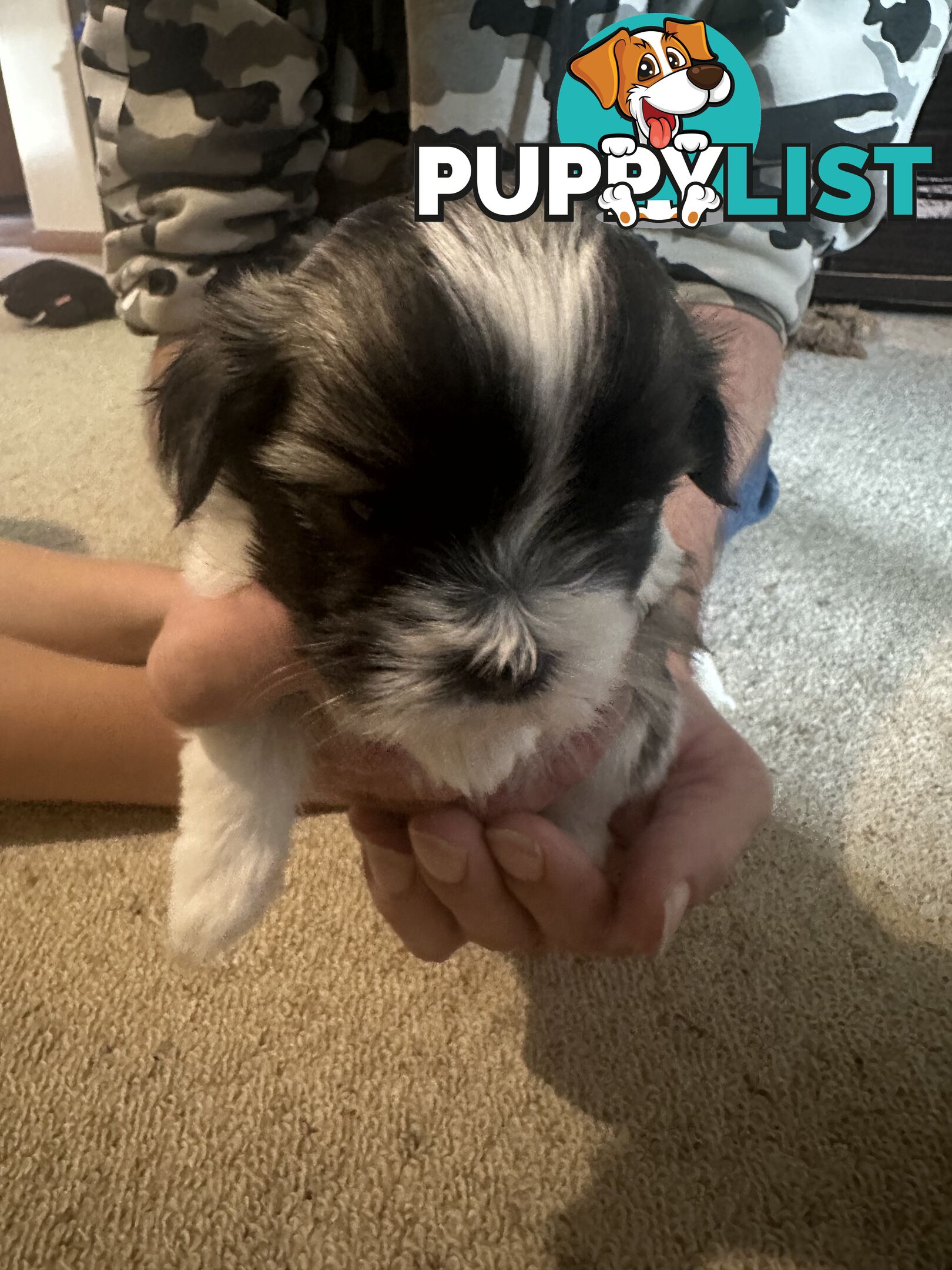 Maltese x Shihtzu puppies - currently 5 weeks old