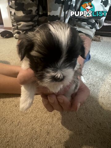 Maltese x Shihtzu puppies - currently 5 weeks old