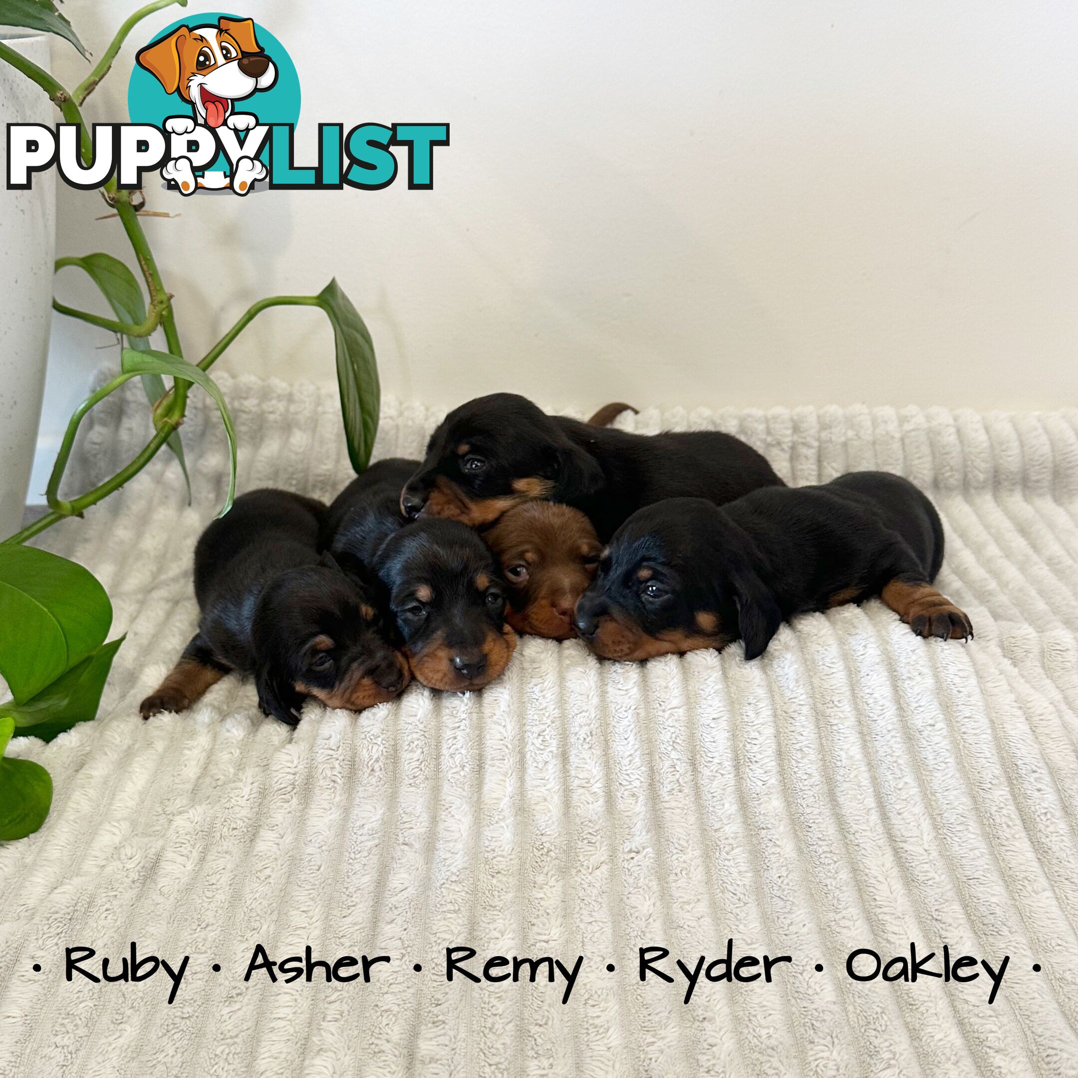 Miniature Dachshund Puppies