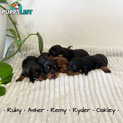 Miniature Dachshund Puppies