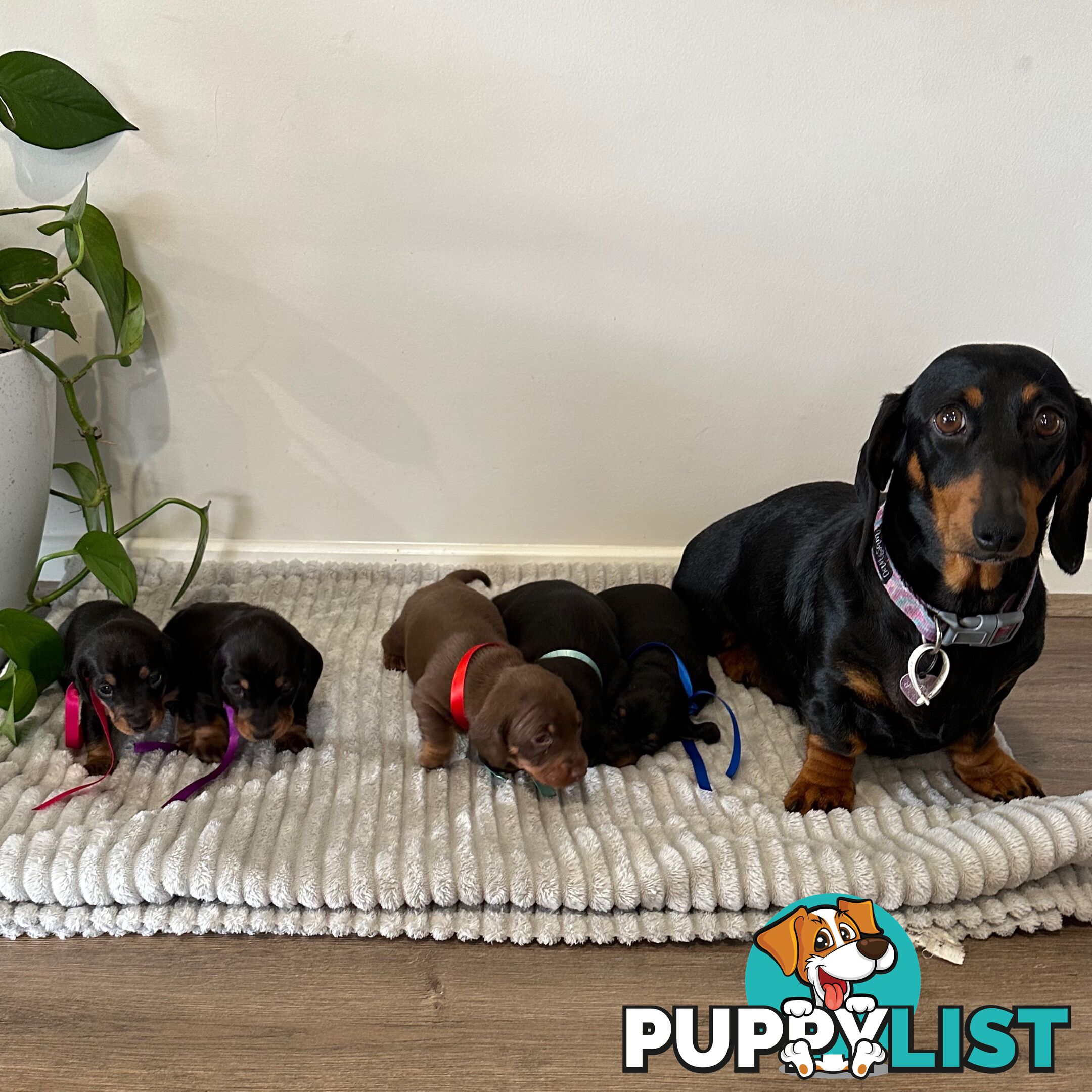 Miniature Dachshund Puppies