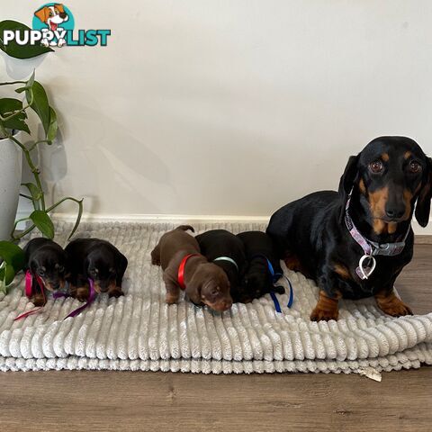 Miniature Dachshund Puppies