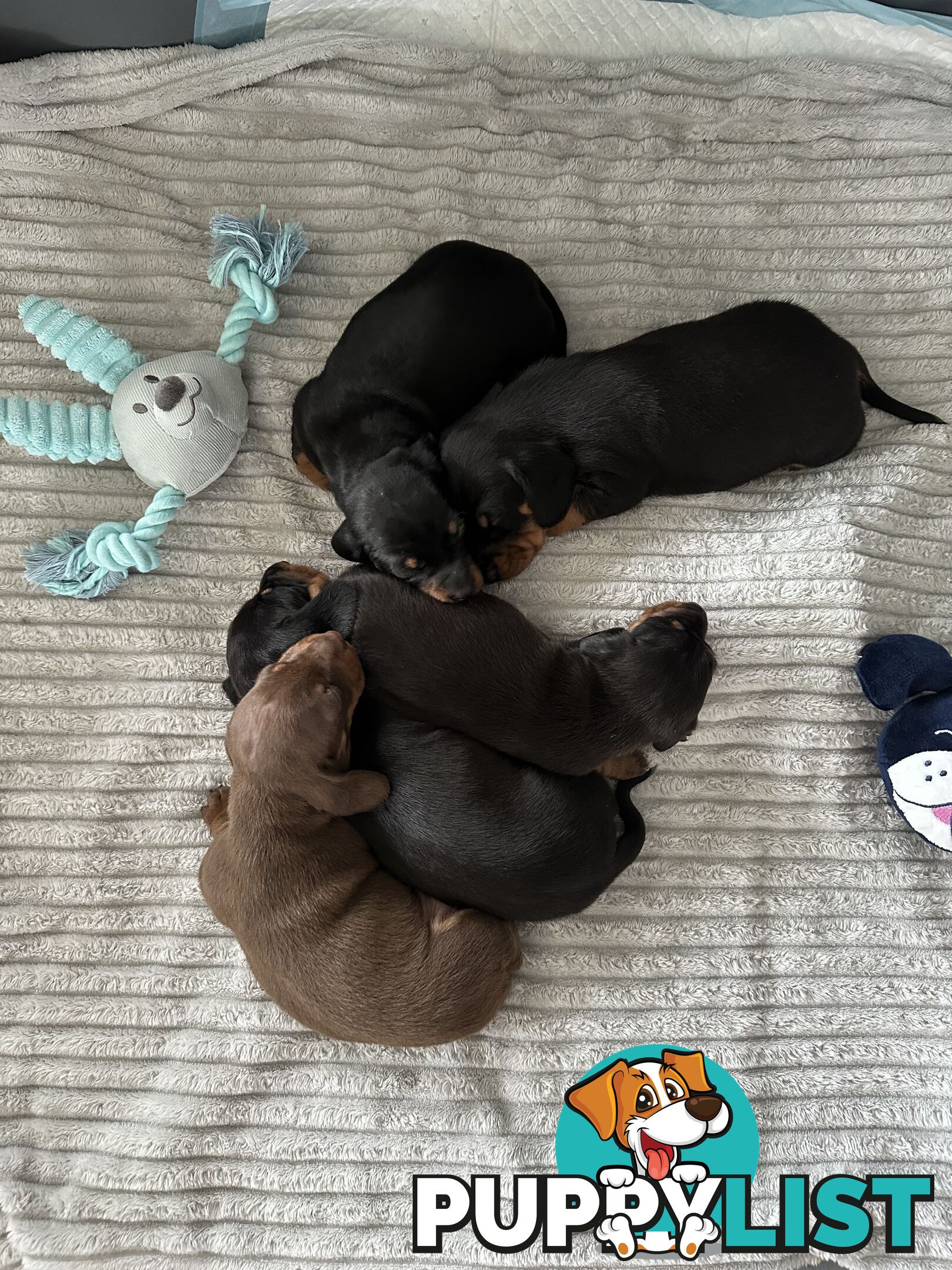 Miniature Dachshund Puppies