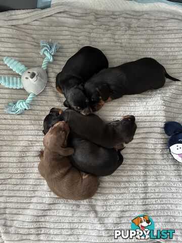 Miniature Dachshund Puppies