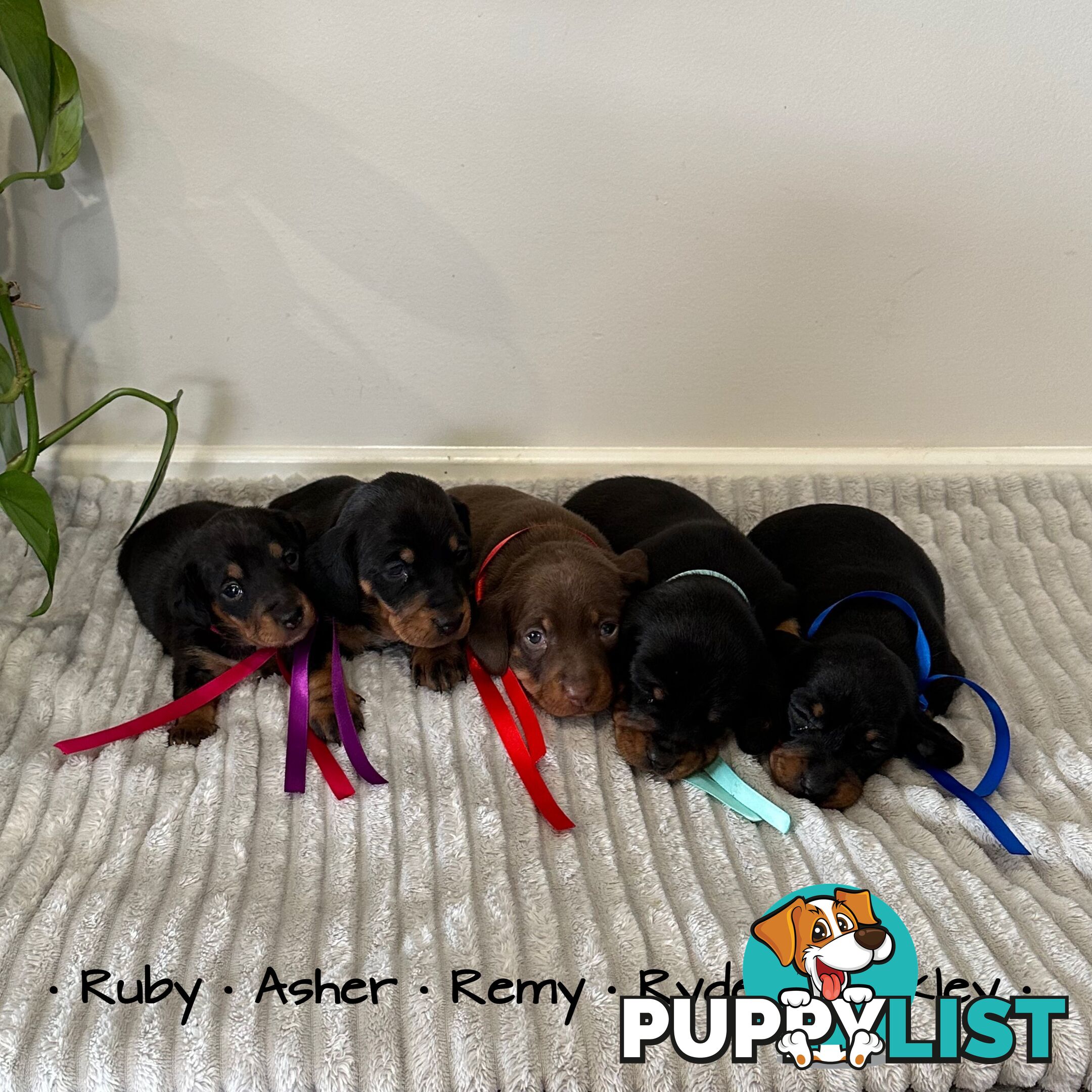 Miniature Dachshund Puppies