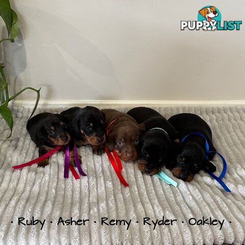 Miniature Dachshund Puppies