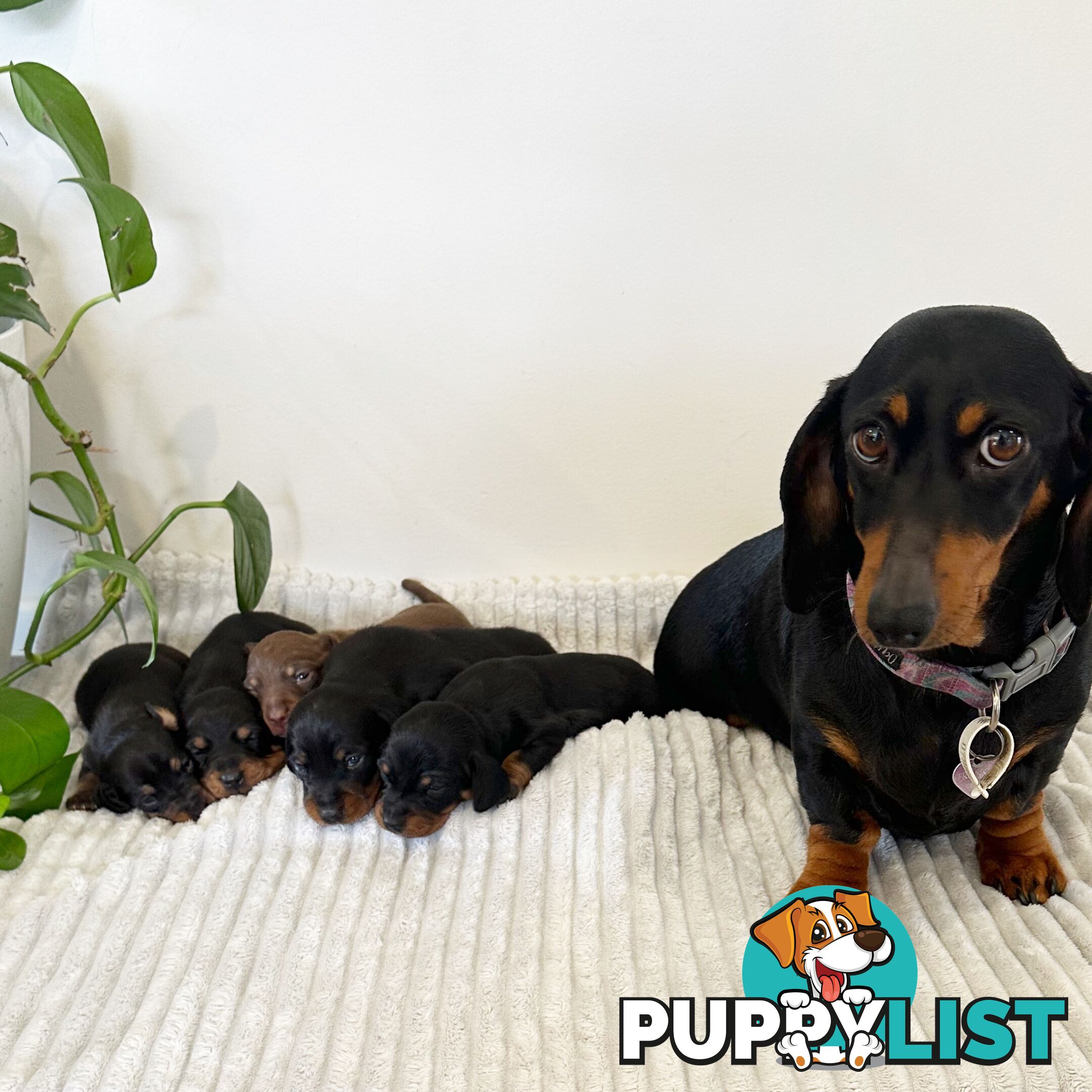 Miniature Dachshund Puppies