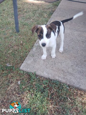 Staffy X Bull arab Puppies For Sale