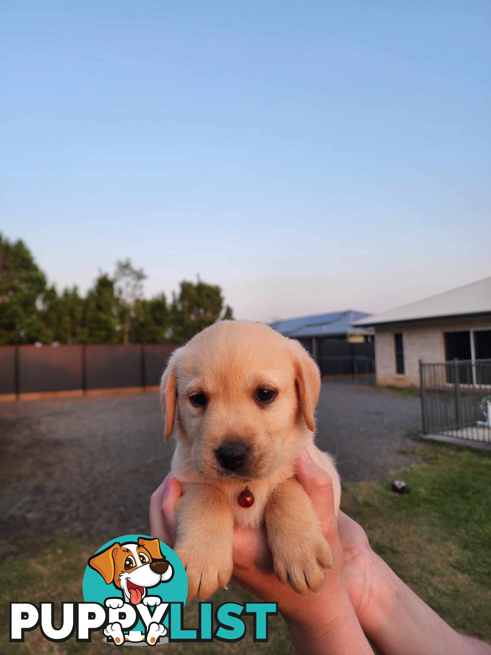 Purebred Labrador Puppies