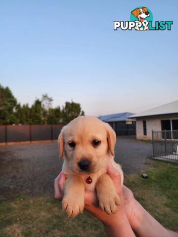 Purebred Labrador Puppies