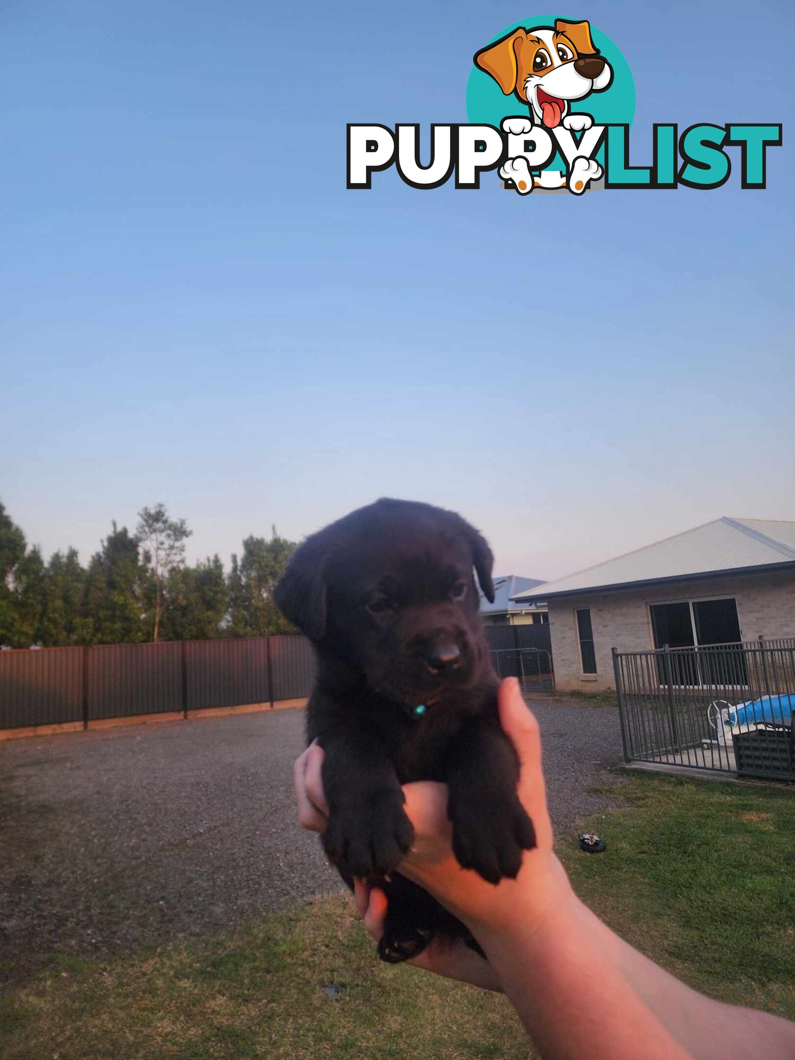 Purebred Labrador Puppies