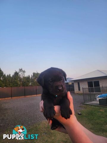 Purebred Labrador Puppies