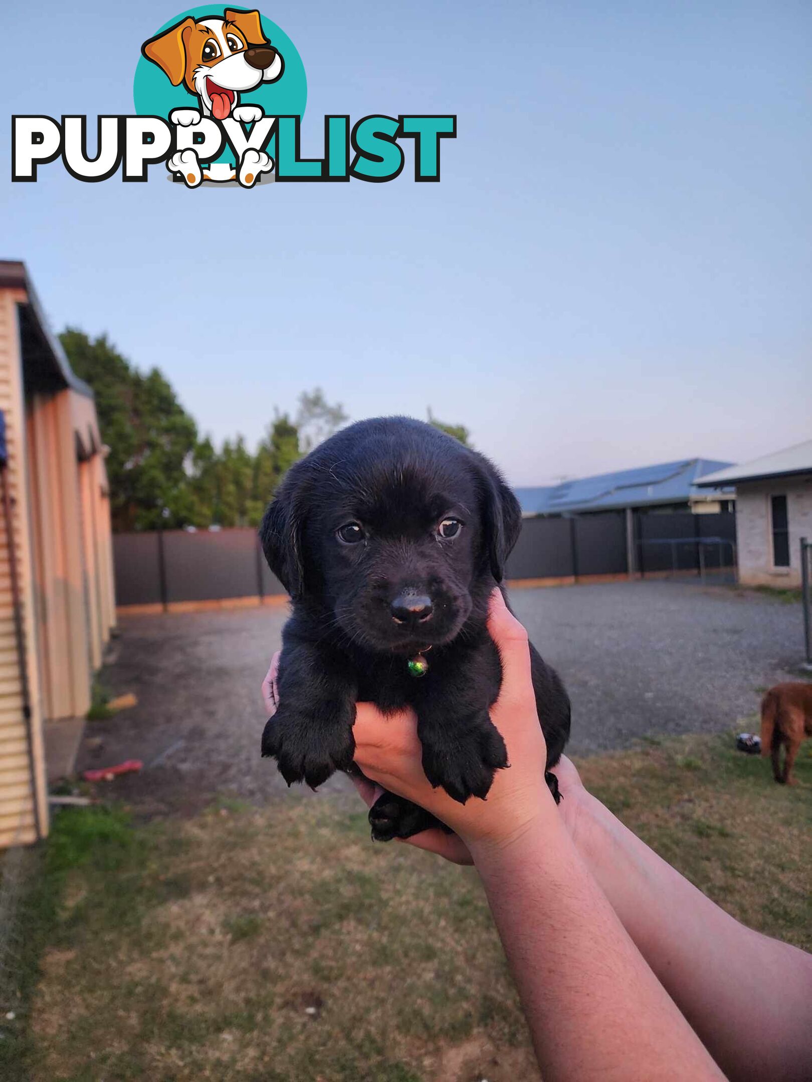 Purebred Labrador Puppies