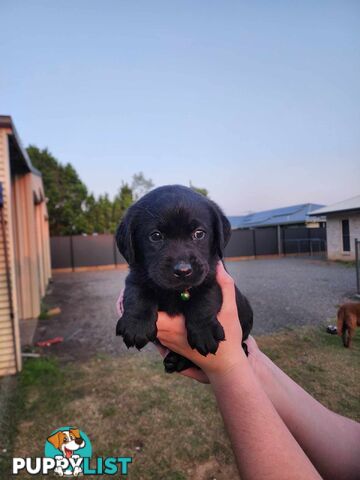 Purebred Labrador Puppies