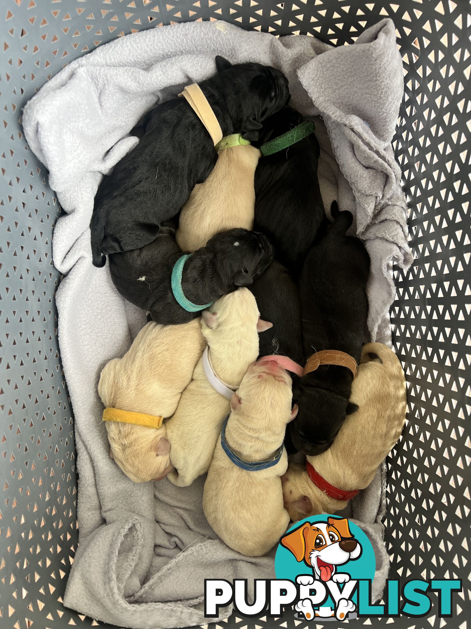 Purebred Labrador Puppies