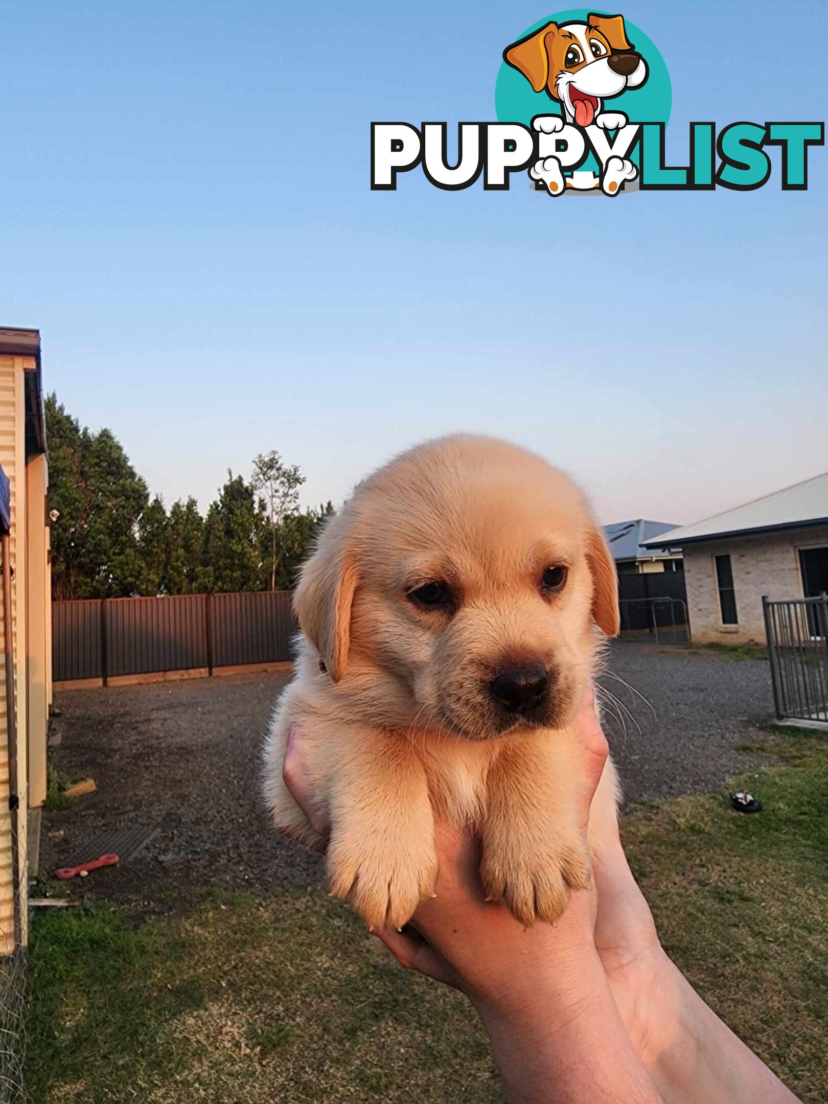 Purebred Labrador Puppies