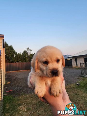 Purebred Labrador Puppies