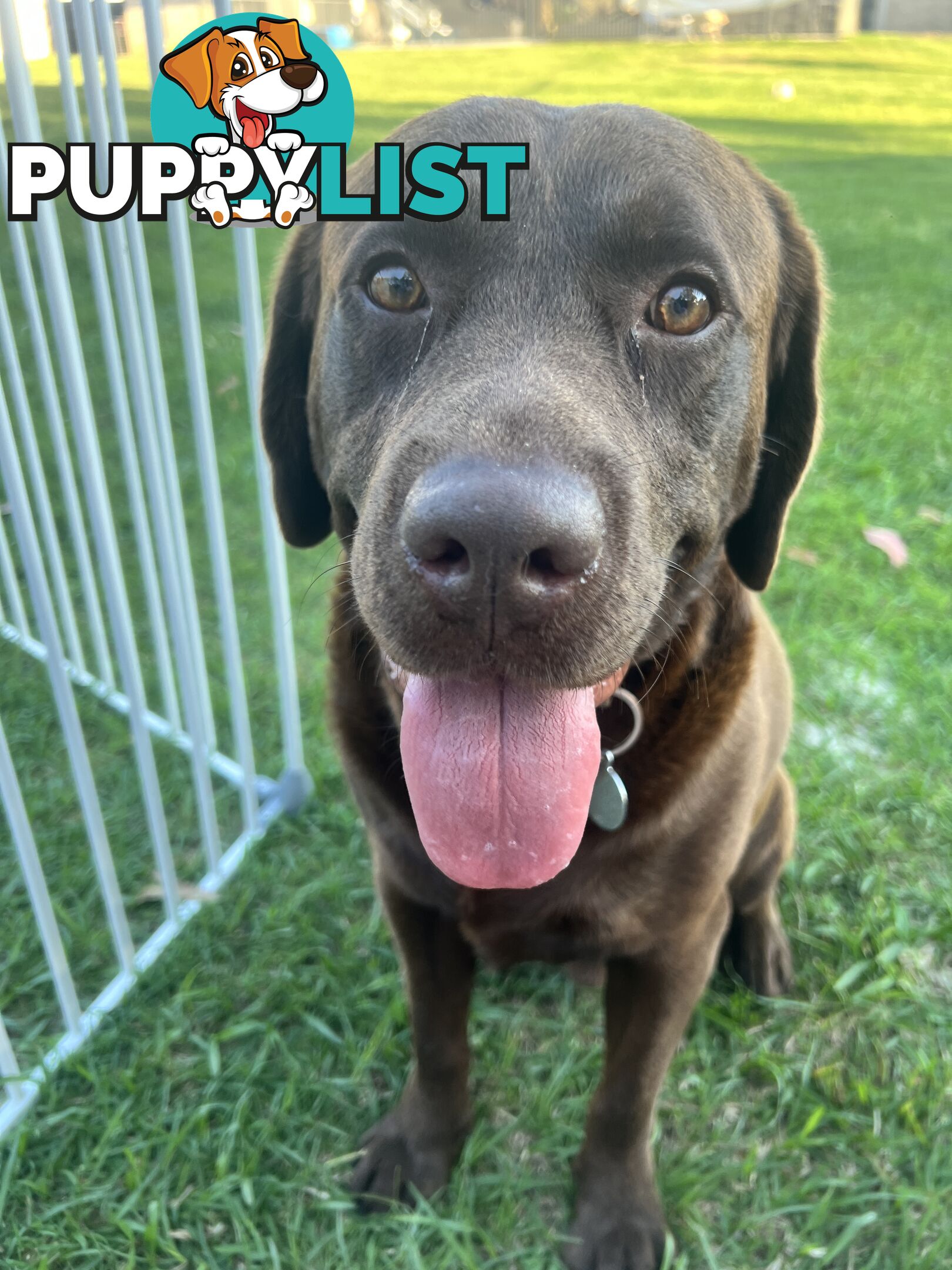 Purebred Labrador Puppies